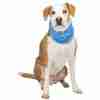 Dog with white and brown coat wearing a blue bandana, sitting and looking at the camera on a white background